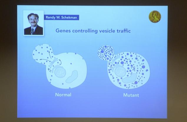 A portrait of U.S. scientist Randy W. Schekman and drafts of his work are displayed on a screen during a press conference to announce the laureates of the 2013 Nobel Prize in Physiology or Medicine on Monday at the Karolinska Institute in Stockholm.